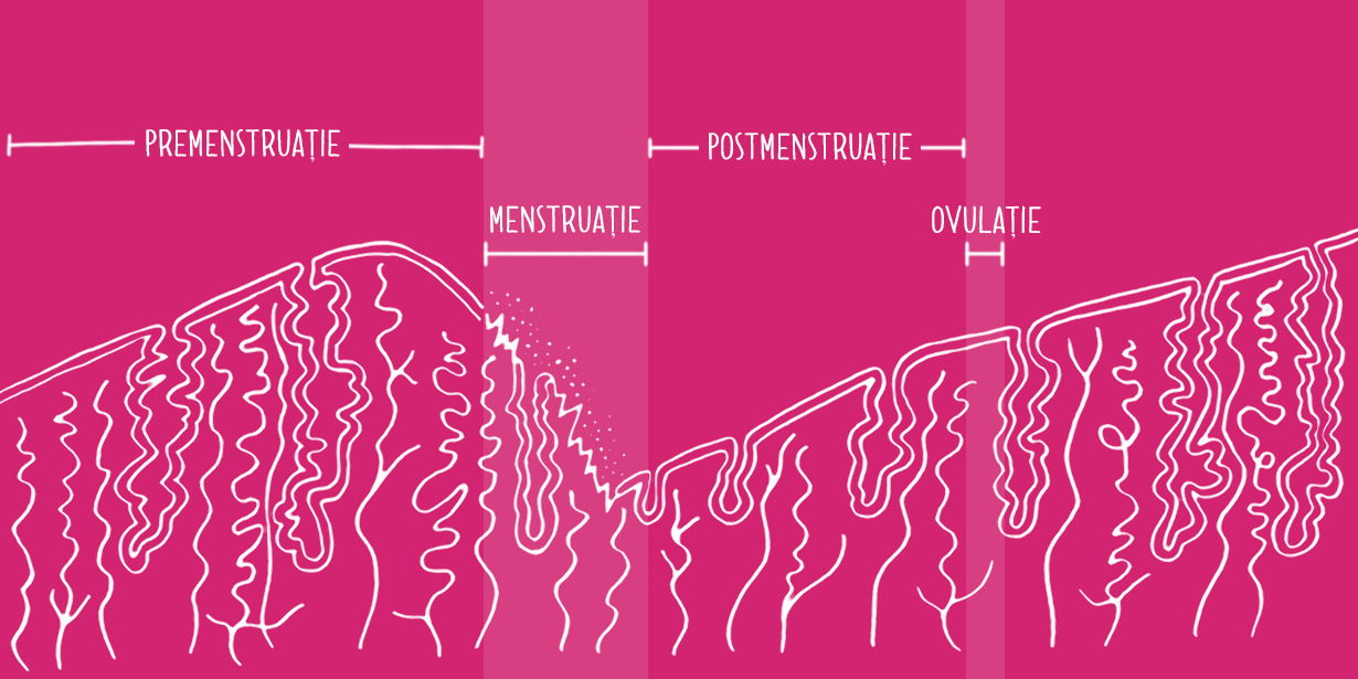 Ciclu uterin